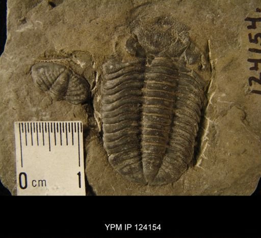 Phacops rana