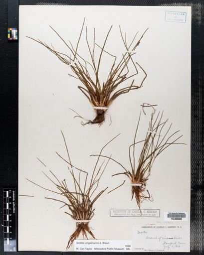 Isoetes engelmannii