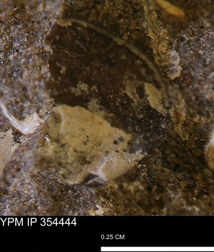 undet. Mollusca