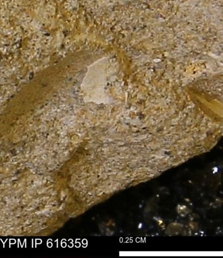 Protocardia subquadrata
