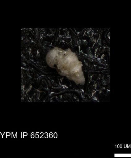 undet. Heterohelicidae