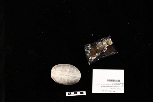 Sternotherus odoratus