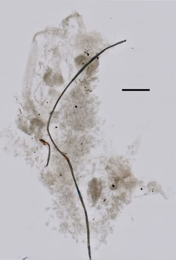 Cordagalma ordinatum