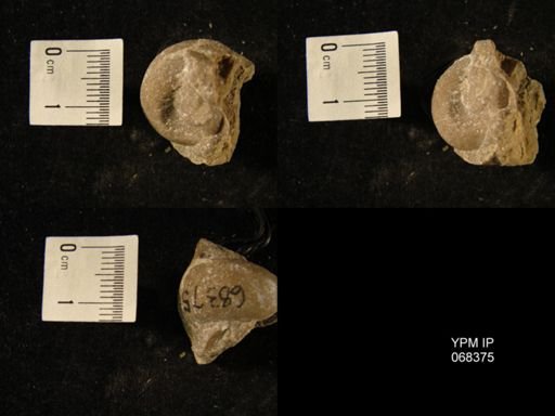 undet. Gastropoda