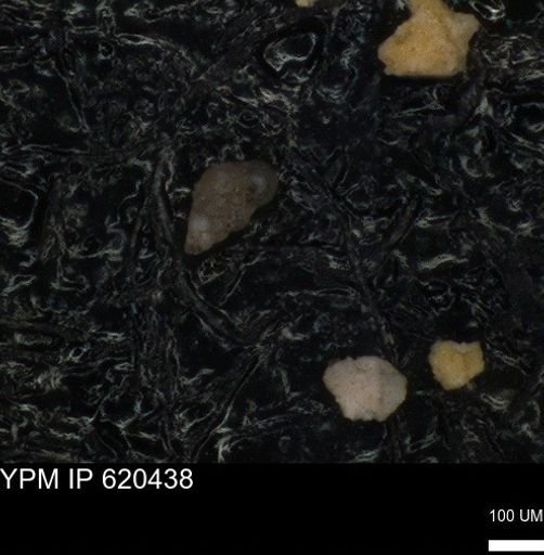 undet. Heterohelicidae