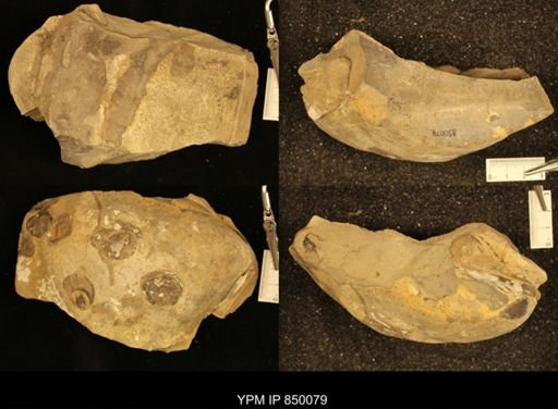 undet. Inoceramidae