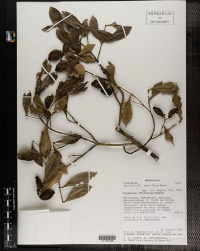 Plantae
