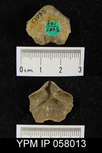 Meristella atoka