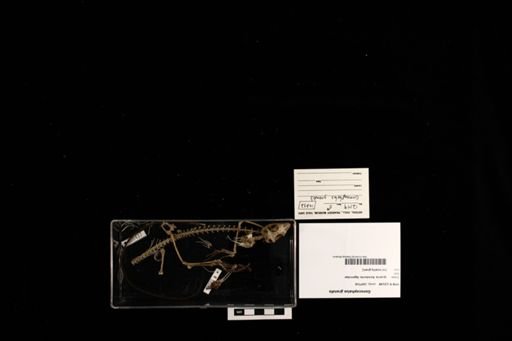 Gonocephalus grandis