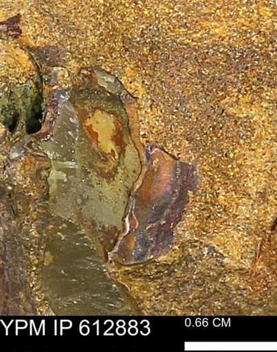 undet. Mollusca