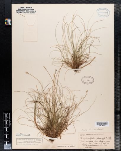 Carex eburnea