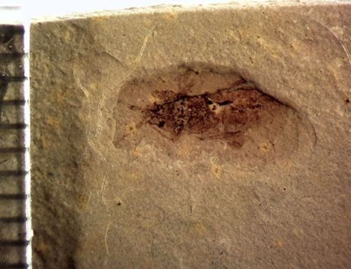 undet. Cicadellinae