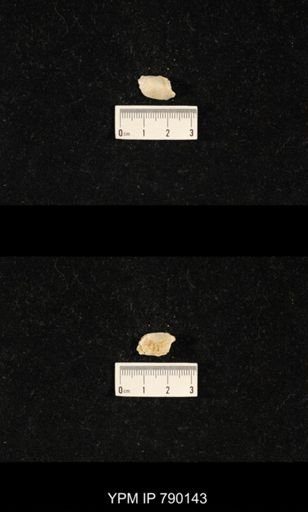 Dyoros planiextensus