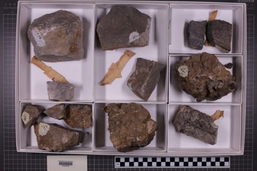 mixed taxa, stratigraphic collection