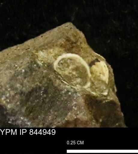 undet. Gastropoda