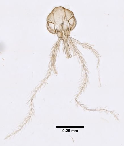 Lutzomyia gorbitzi