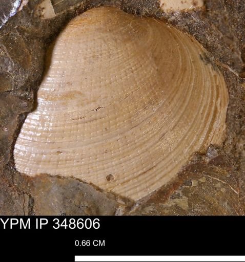 Limopsis striatopunctatus