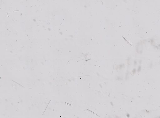 Poecilosclerida