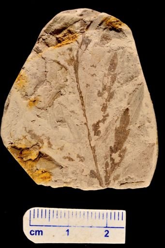 Asplenium dicksonianum