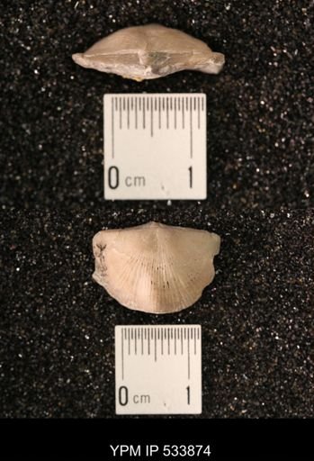 Strophomena sulcata