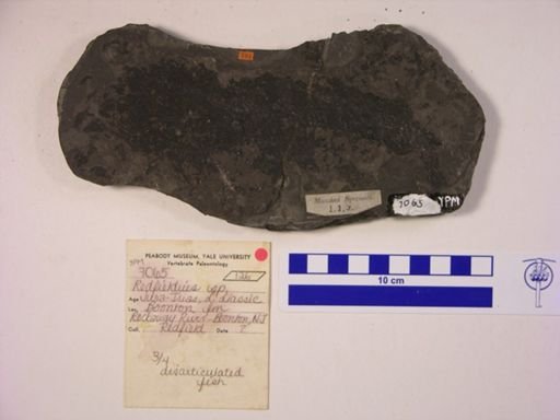 Redfieldia sp.