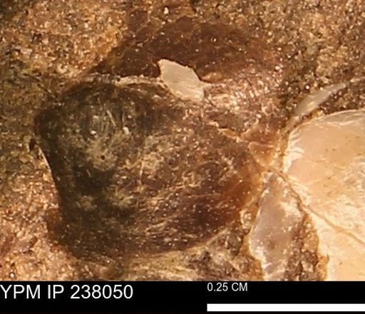 Protocardia subquadrata