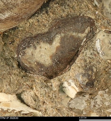 undet. Mollusca