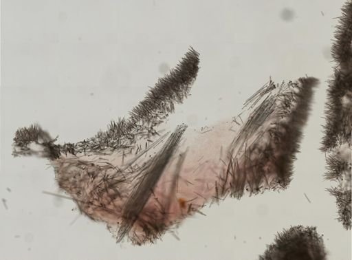 Polymastia boletiformis