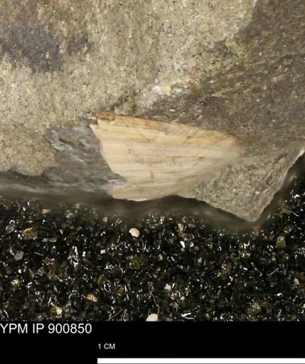 undet. Bivalvia
