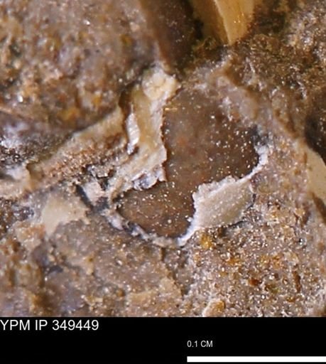 undet. Mollusca