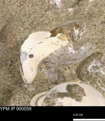 undet. Bivalvia
