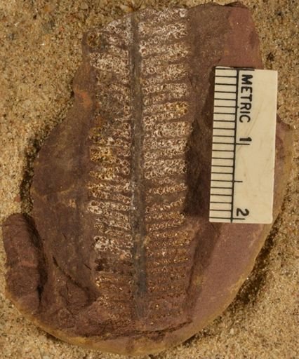 Pecopteris
