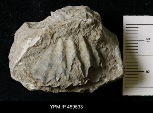 Meekella striatocostata