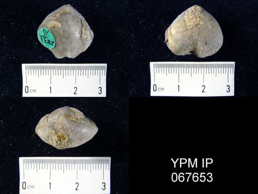 Meristella atoka