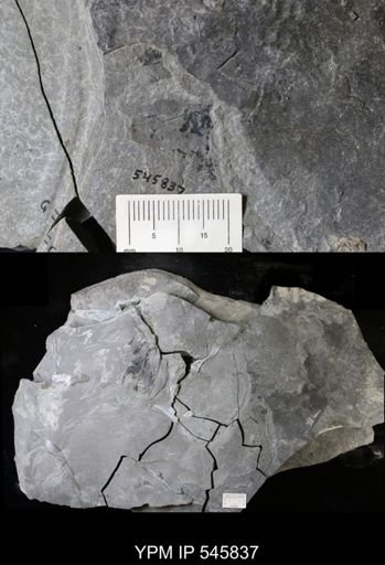 undet. Eurypterida