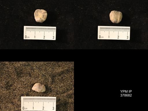 Marginifera wabashensis