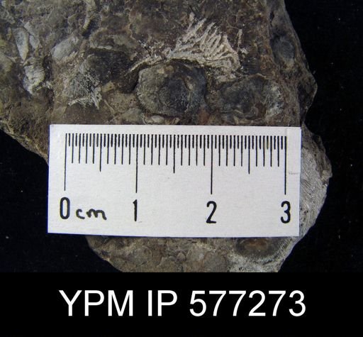 undet. Orthida