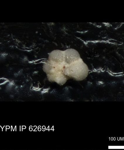 undet. Rugoglobigerinidae