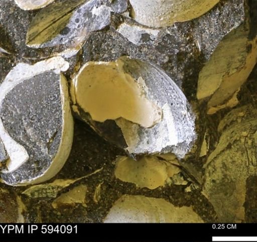 Limopsis? striatopunctatus