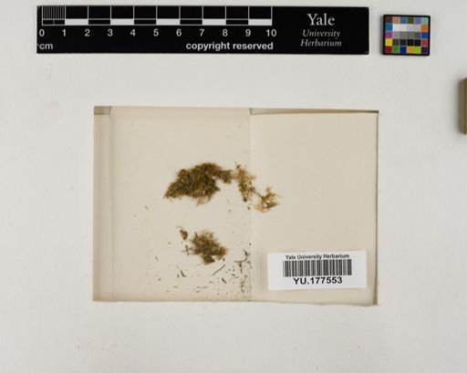 Plantae