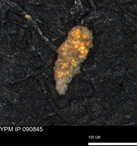 Verneuilina canadensis