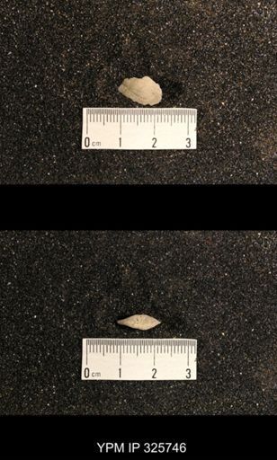 Phestia speluncaria