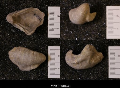 Gryphaea marcoui