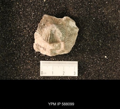 Platystrophia sp.