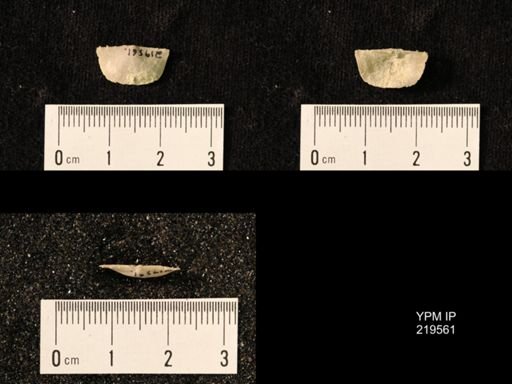 Chonetes granulifer