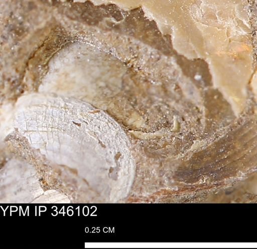 undet. Mollusca
