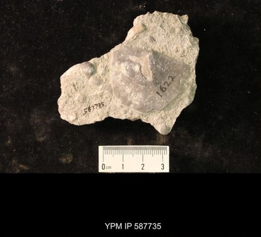 Brachyprion anticostiense