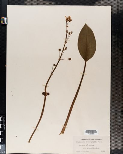 Sagittaria rigida