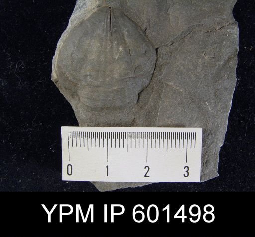 Leiorhynchus sp.