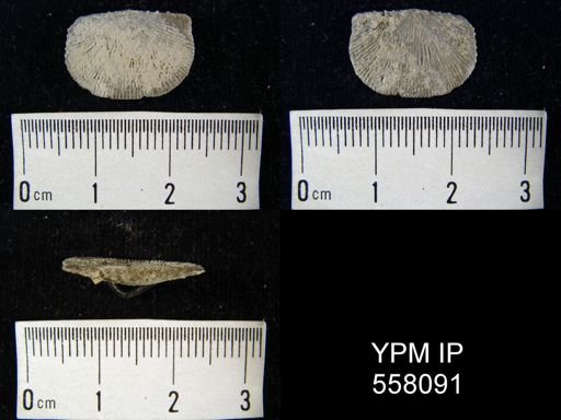 Chonetes pachyactis?